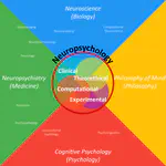 What is neuropsychology?